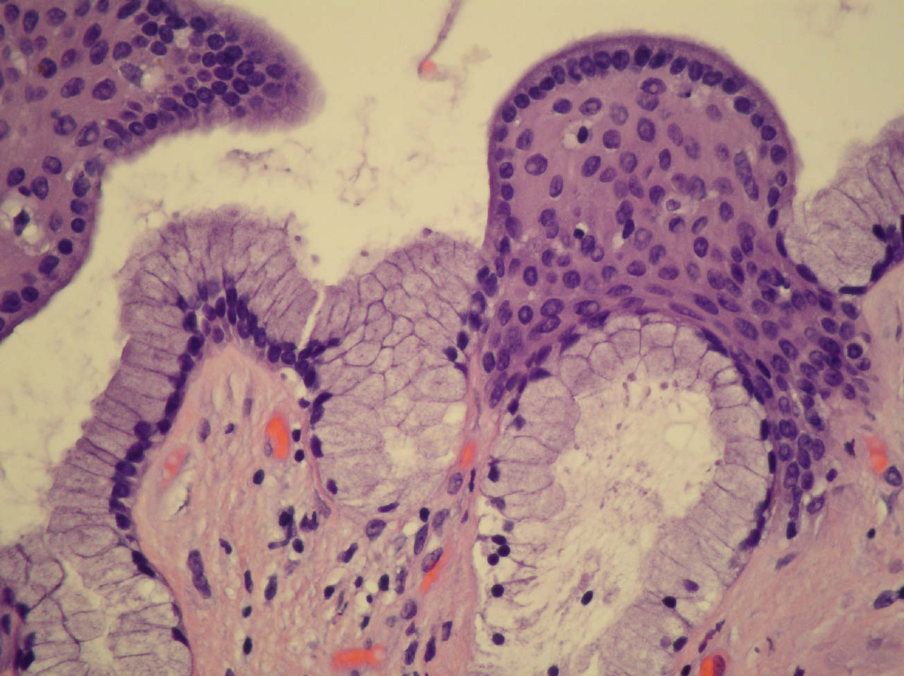 Imagen de Histologa para patlogos/Histology for pathologists.