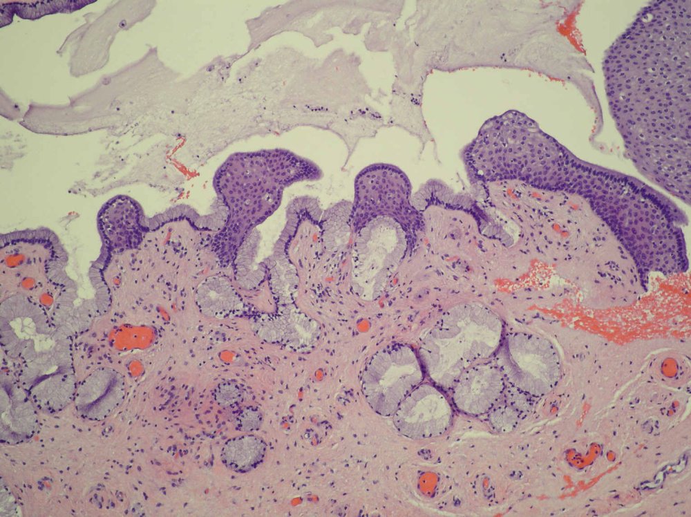Imagen de Histologa para patlogos/Histology for pathologists.